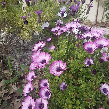 Villa Manoe Draguignan Dış mekan fotoğraf