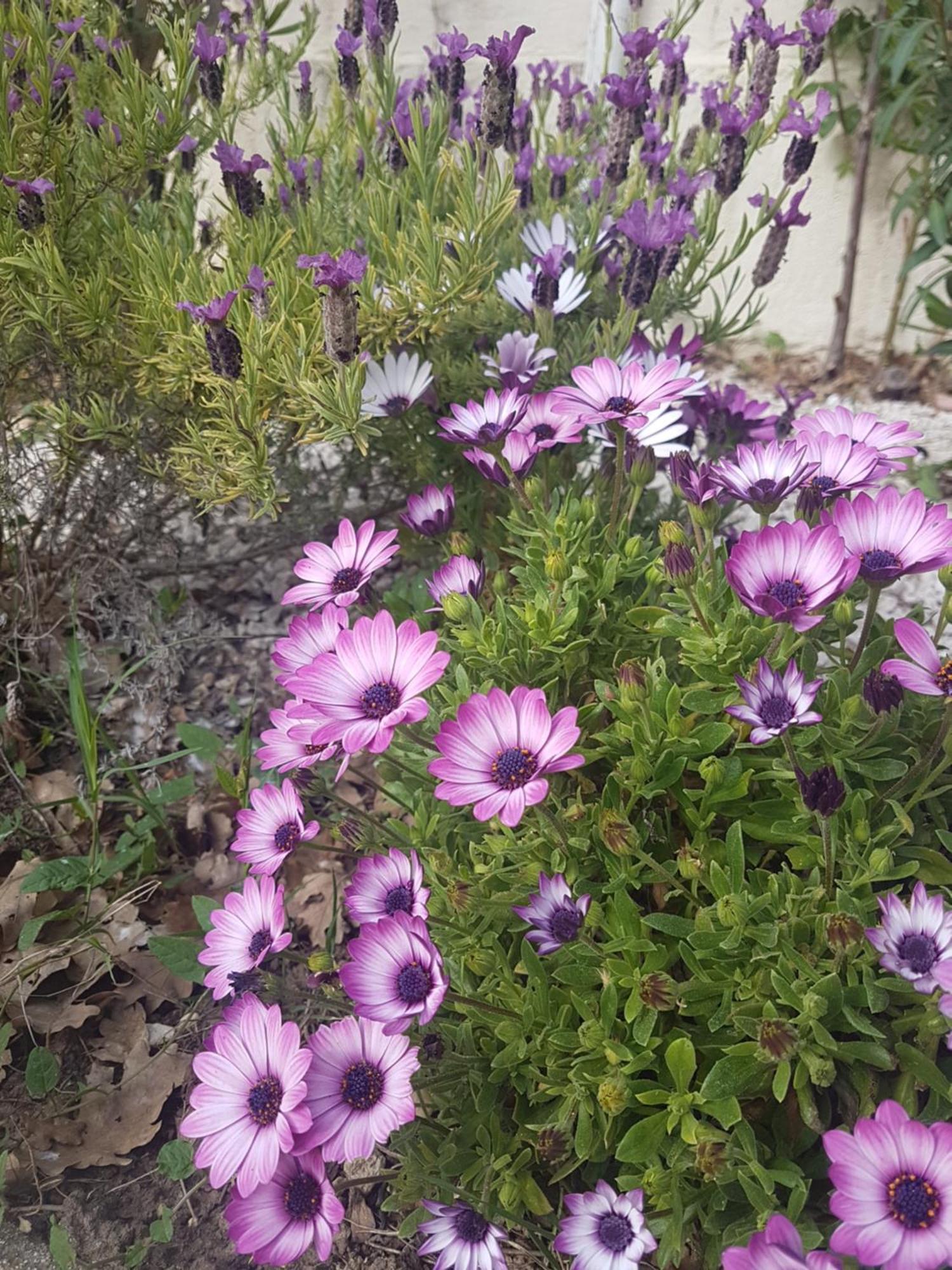 Villa Manoe Draguignan Dış mekan fotoğraf